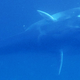 Image for article titled Watch the First Footage of the Planet’s Most Elusive Whale